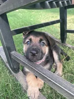 Pink, a female German Shepherd Dog for sale in Rogers, AR – 2 of 4
