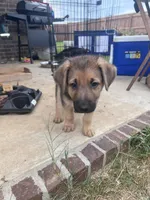 Blue, a male German Shepherd Dog for sale in Rogers, AR – 2 of 4