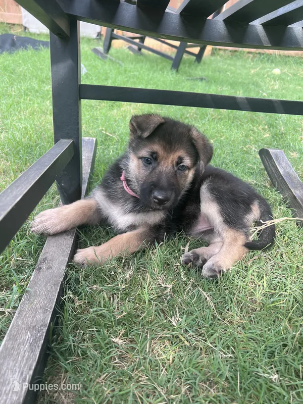 Pink – German Shepherd Dog puppy for sale in Rogers, AR