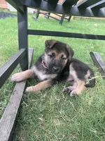 Pink, a female German Shepherd Dog for sale in Rogers, AR – 1 of 4