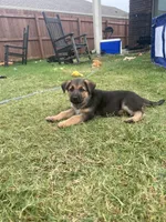 Blue, a male German Shepherd Dog for sale in Rogers, AR – 3 of 4