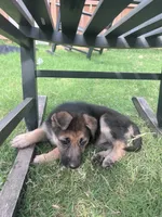 Pink, a female German Shepherd Dog for sale in Rogers, AR – 4 of 4