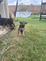 Blue, a male German Shepherd Dog for sale in Rogers, AR – 4 of 4
