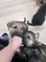 Purple, a female German Shepherd Dog for sale in Rogers, AR – 2 of 2