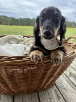 Bear , a male Dachshund and Miniature Dachshund for sale in Rochelle, GA – 6 of 9