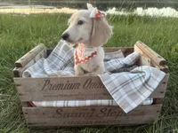 Snowball, a female Dachshund and Miniature Dachshund for sale in Rochelle, GA – 3 of 9