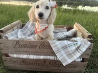 Snowball, a female Dachshund and Miniature Dachshund for sale in Rochelle, GA – 2 of 9