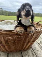 Bear , a male Dachshund and Miniature Dachshund for sale in Rochelle, GA – 4 of 9