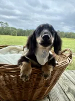 Bear , a male Dachshund and Miniature Dachshund for sale in Rochelle, GA – 9 of 9