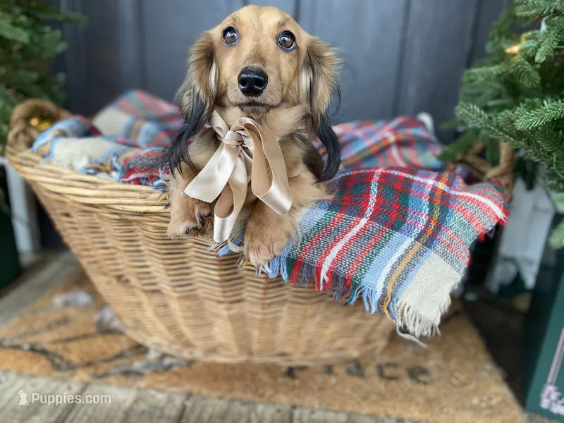 Lady – Dachshund, Miniature Dachshund puppy for sale in Rochelle, GA