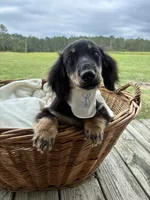 Bear , a male Dachshund and Miniature Dachshund for sale in Rochelle, GA – 5 of 9