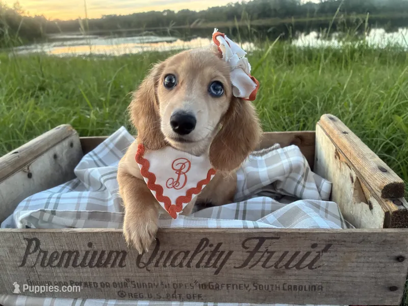 Luna – Dachshund, Miniature Dachshund puppy for sale in Rochelle, GA