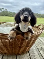 Bear , a male Dachshund and Miniature Dachshund for sale in Rochelle, GA – 1 of 9