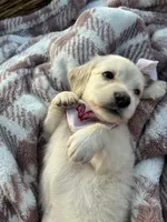 Snowball, a female Dachshund and Miniature Dachshund for sale in Rochelle, GA – 7 of 9