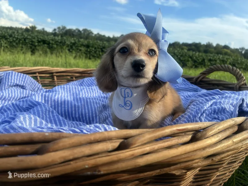Luna – Dachshund, Miniature Dachshund puppy for sale in Rochelle, GA