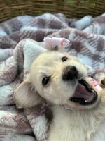 Snowball, a female Dachshund and Miniature Dachshund for sale in Rochelle, GA – 6 of 9