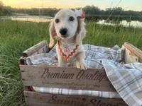 Snowball, a female Dachshund and Miniature Dachshund for sale in Rochelle, GA – 4 of 9