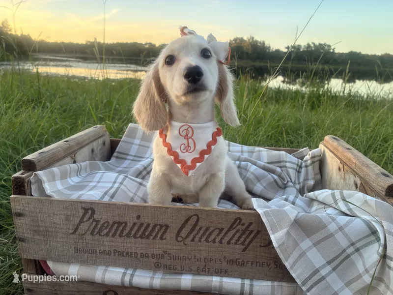 Snowball – Dachshund, Miniature Dachshund puppy for sale in Rochelle, GA