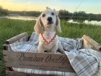 Snowball, a female Dachshund and Miniature Dachshund for sale in Rochelle, GA – 1 of 9