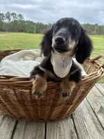 Bear , a male Dachshund and Miniature Dachshund for sale in Rochelle, GA – 3 of 9