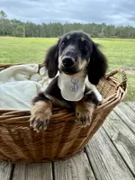 Bear , a male Dachshund and Miniature Dachshund for sale in Rochelle, GA – 7 of 9