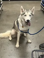 OG, a  Siberian Husky for sale in Cullman, AL – 3 of 7