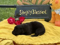 Black male Puppy 1, a male German Shepherd Dog for sale in Cullman, AL – 3 of 6