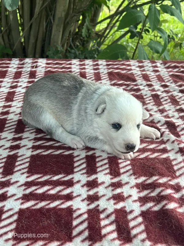 Female # 4 silver sable panda  – German Shepherd Dog puppy for sale in Cullman, AL