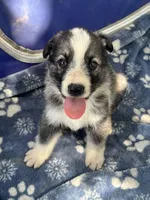 Sterling  # 1 Black and silver sable Panda male, a female German Shepherd Dog for sale in Cullman, AL – 2 of 10
