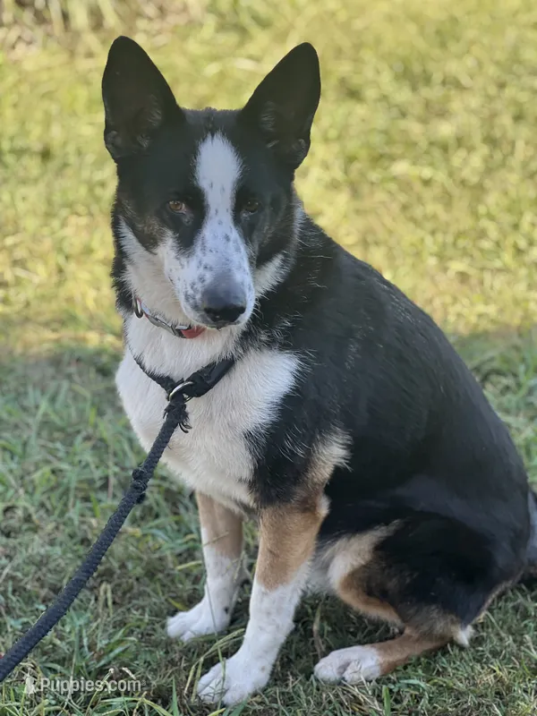 Sadie – German Shepherd Dog puppy for sale in Cullman, AL
