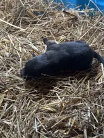 Puppy 3, a female German Shepherd Dog for sale in Cullman, AL – 1 of 3