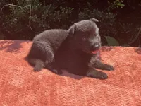 Onyx # 2 solid black male, a female German Shepherd Dog for sale in Cullman, AL – 3 of 10