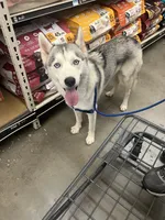 OG, a  Siberian Husky for sale in Cullman, AL – 2 of 7