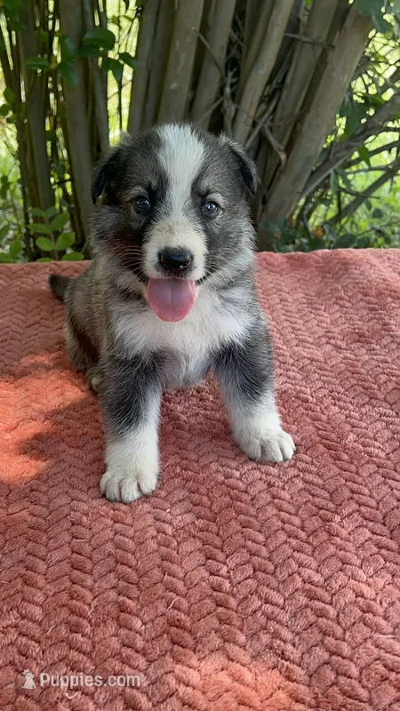 Sterling  # 1 Black and silver sable Panda male – German Shepherd Dog puppy for sale in Cullman, AL