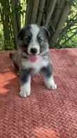 Sterling  # 1 Black and silver sable Panda male, a female German Shepherd Dog for sale in Cullman, AL – 1 of 10