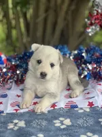 Akira # 4 silver  sable panda female, a female German Shepherd Dog for sale in Cullman, AL – 4 of 10