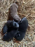 Puppy 2, a male German Shepherd Dog for sale in Cullman, AL – 2 of 3