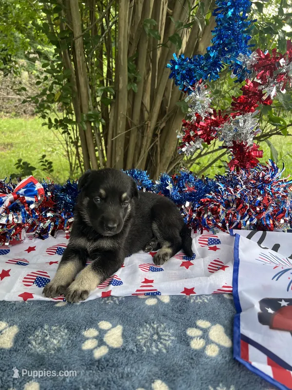 Female # 5 black & silver – German Shepherd Dog puppy for sale in Cullman, AL