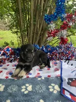 Josephine # 5 black & silver female, a female German Shepherd Dog for sale in Cullman, AL – 4 of 10