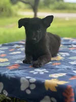 Onyx # 2 solid black male, a male German Shepherd Dog for sale in Cullman, AL – 2 of 10