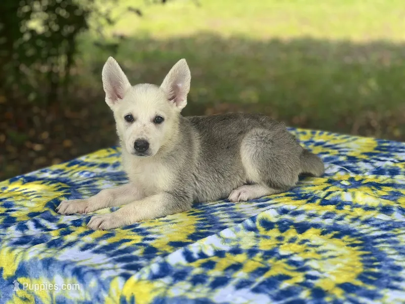 Akira # 4 silver  sable panda female – German Shepherd Dog puppy on hold in Cullman, AL