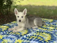 Akira # 4 silver  sable panda female, a female German Shepherd Dog for sale in Cullman, AL – 1 of 9