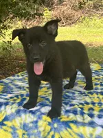 Onyx # 2 solid black male, a male German Shepherd Dog for sale in Cullman, AL – 1 of 10