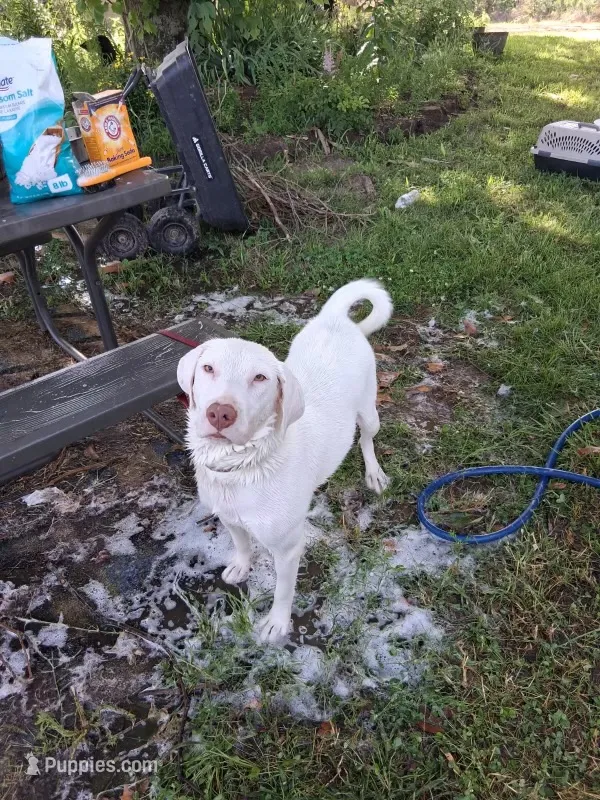 Snow – Labrador Retriever puppy for sale in Cullman, AL