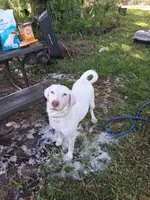 Snow, a female Labrador Retriever for sale in Cullman, AL – 1 of 1