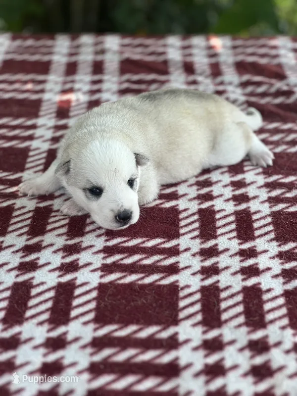 Female # 3 silver sable panda – German Shepherd Dog puppy for sale in Cullman, AL