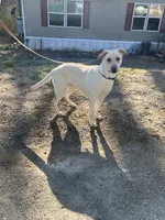 Rey, a male German Shepherd Dog and Labrador Retriever for sale in Cullman, AL – Photo 4 of 5