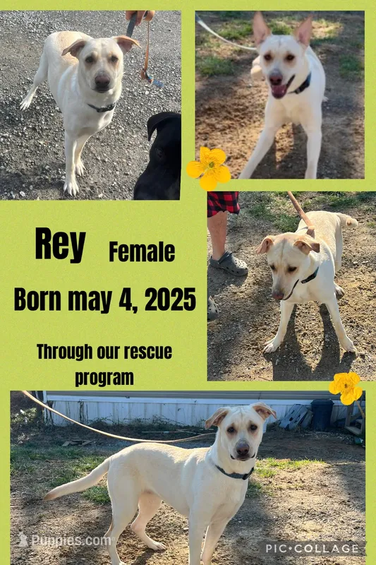 Rey – German Shepherd Dog, Labrador Retriever puppy for sale in Cullman, AL