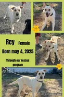 Rey, a male German Shepherd Dog and Labrador Retriever for sale in Cullman, AL – Photo 1 of 5