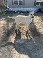 Rey, a male German Shepherd Dog and Labrador Retriever for sale in Cullman, AL – Photo 5 of 5